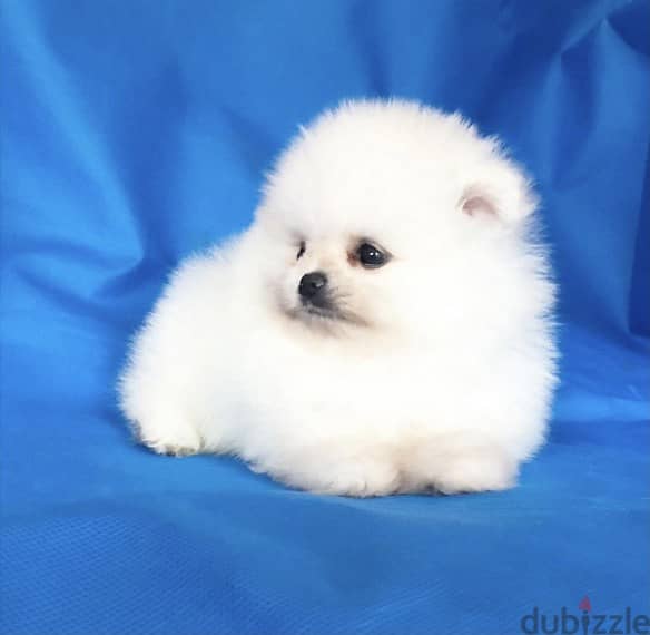Whatsapp me +96555207281  Vaccinated Pomeranian puppies for sale 1