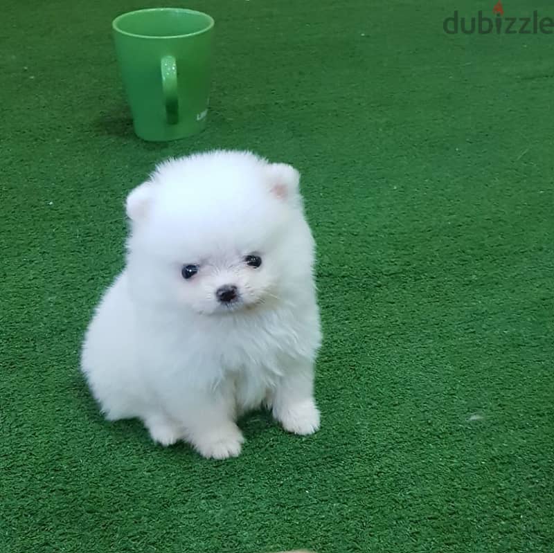 Whatsapp me +96555207281  Vaccinated Pomeranian puppies for sale 2