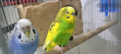 Budgies with cage
