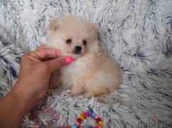 Whatsapp me +96555207281 crem Pomeranian puppies for sale 0