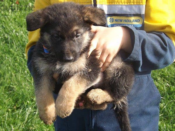 Whatsapp me +96555207281 Pure German shepherd puppies 1