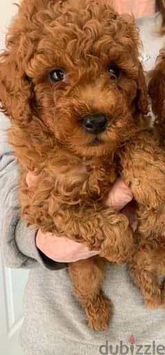 Whatsapp me +96555207281 Good Toy poodle puppies 0