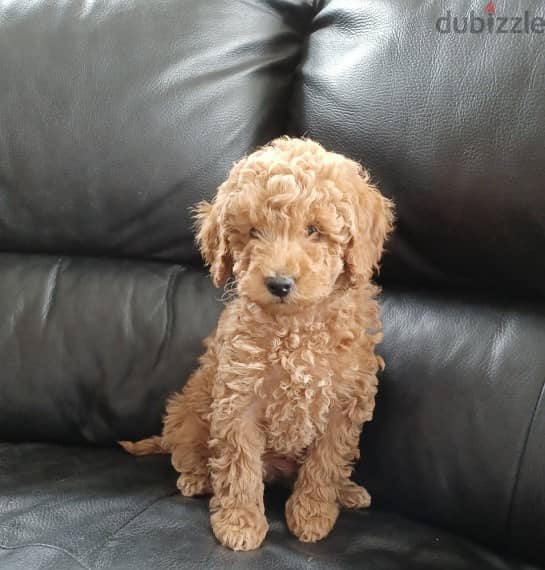 Whatsapp me +96555207281  Charming Toy poodle puppies for sale 1