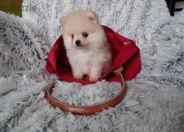 Whatsapp me +96555207281 Healthy Pomeranian puppies for sale 0