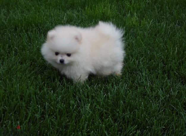 Whatsapp me +96555207281 Vaccinated Pomeranian puppies for sale 1
