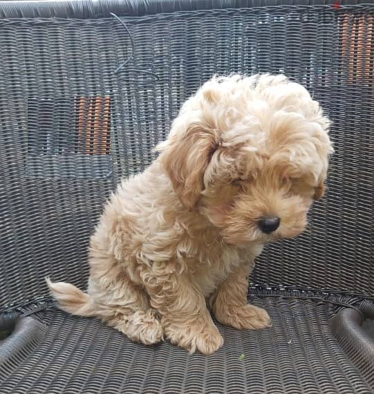 Whatsapp me +96555207281 Maltipoo puppies for sale 1