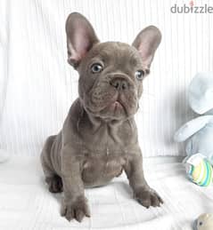 Whatsapp me +96555207281 Vaccinated French Bulldog puppies for sale