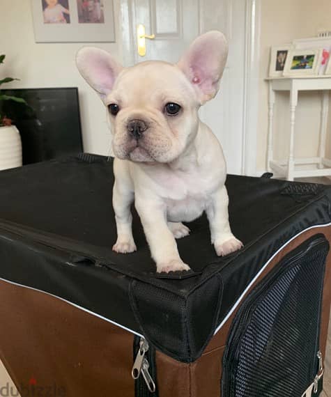 Whatsapp me +96555207281 Vaccinated French Bulldog puppies for sale 1