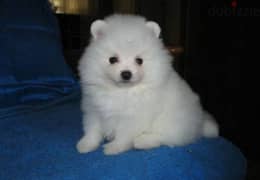 Whatsapp me +96555207281 Cute Pomeranian puppies for sale 0