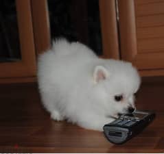 Whatsapp me +96555207281 Excellent Pomeranian puppies for sale 0