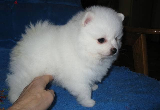 Whatsapp me +96555207281 Excellent Pomeranian puppies for sale 1