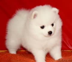 Whatsapp me +96555207281 Hhealthy Pomeranian puppies
