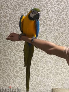 Whatsapp me +96555207281  Blue and Gold Macaw parrots
