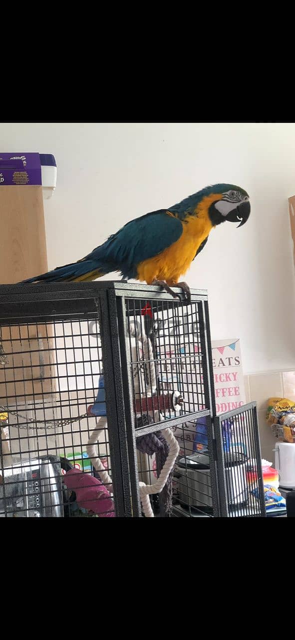 Whatsapp me +96555207281  Blue and Gold Macaw parrots 1