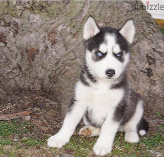 Whatsapp me +96555207281 Vaccinated Siberian husky puppies for sale 1