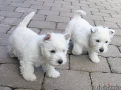 Whatsapp me +96555207281 West Highland White Terrier puppies 0