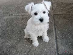 Whatsapp me +96555207281 Miniature Schnauzer puppies for sale 0