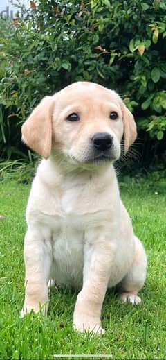 Whatsapp me +96555207281 Labrador puppies for sale 0