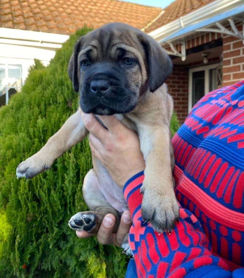 Whatsapp me +96555207281 Cane Corso puppies for sale 1