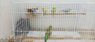5helty  love birds with neet n clean big cage @9 KD.