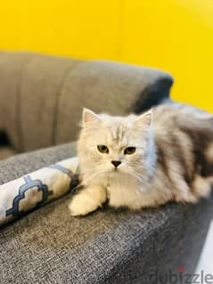 Female Persian Cat for Adoption