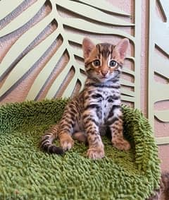 Bengal for sale . . WHATSAPP :‪ +1 (909),315‑3853‬