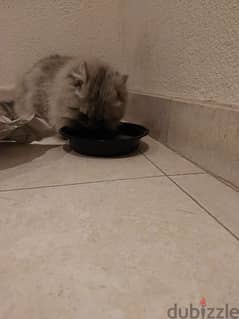 Abandoned Cat. please help him
