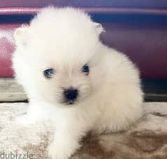 Beautiful Pomerania Puppies for adoption 0