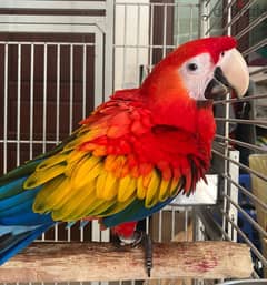 Scarlet macaw parrot whatsapp +971568830304