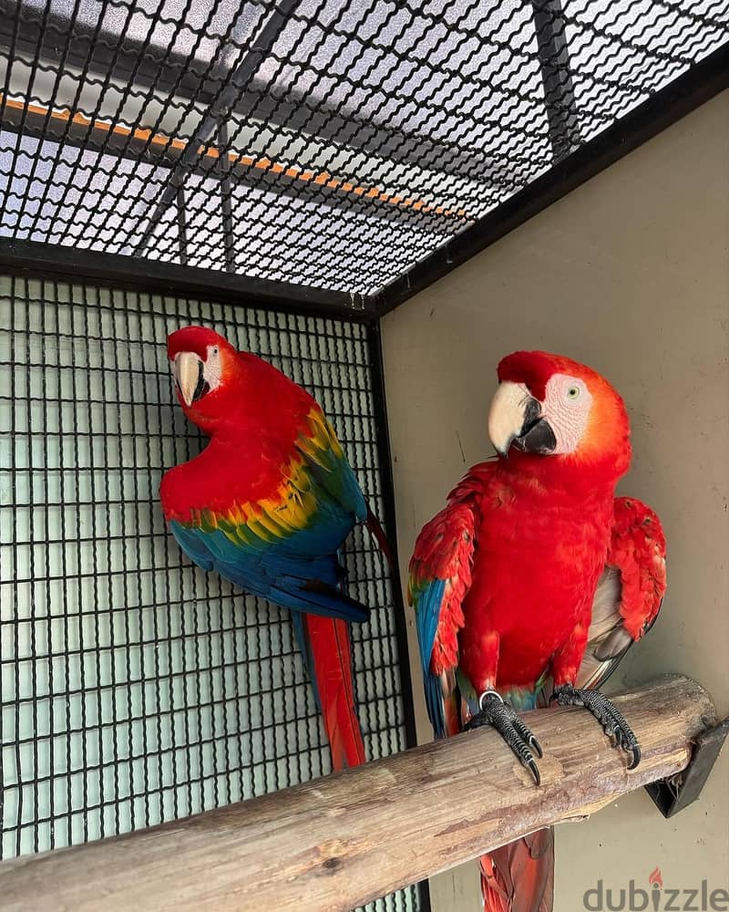 Scarlet macaw parrot whatsapp +971568830304 1
