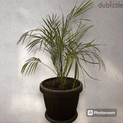 Area Palm for sale 0