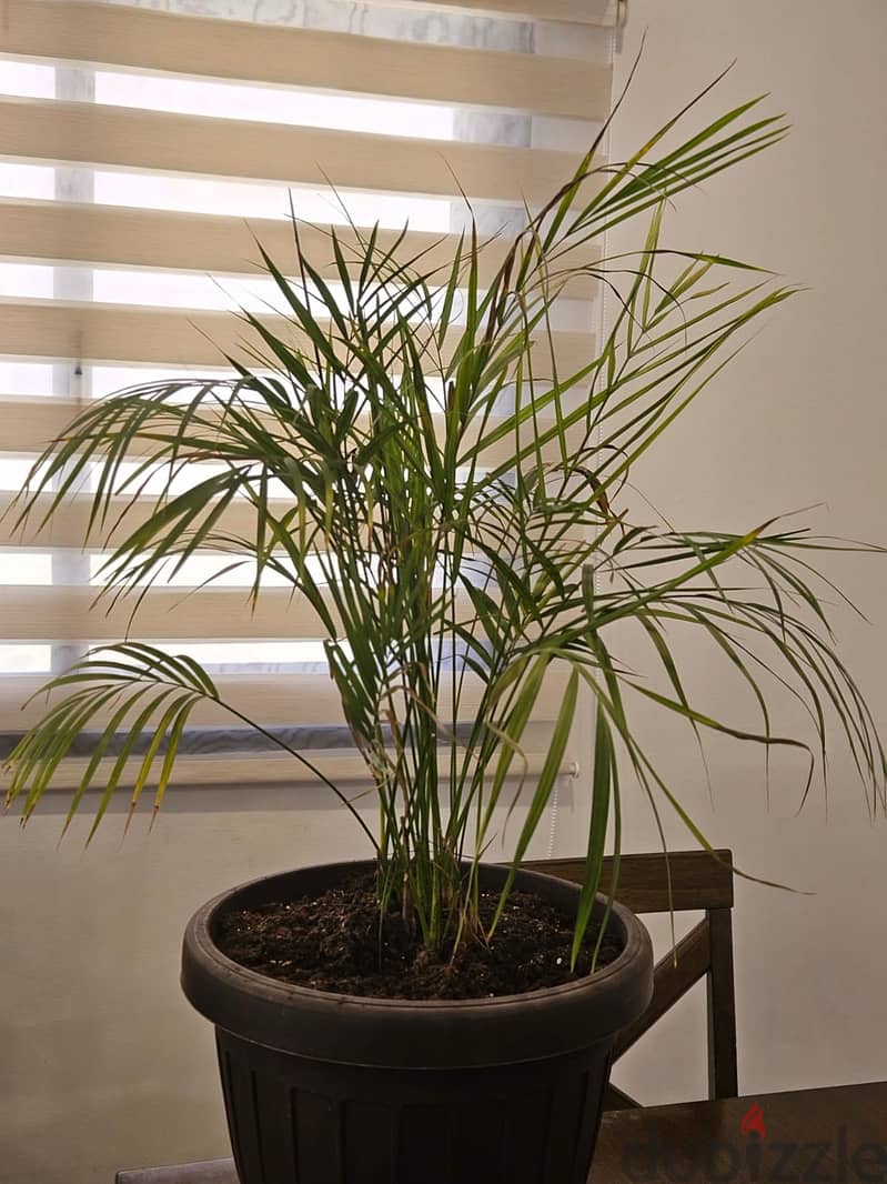 Area Palm for sale 1