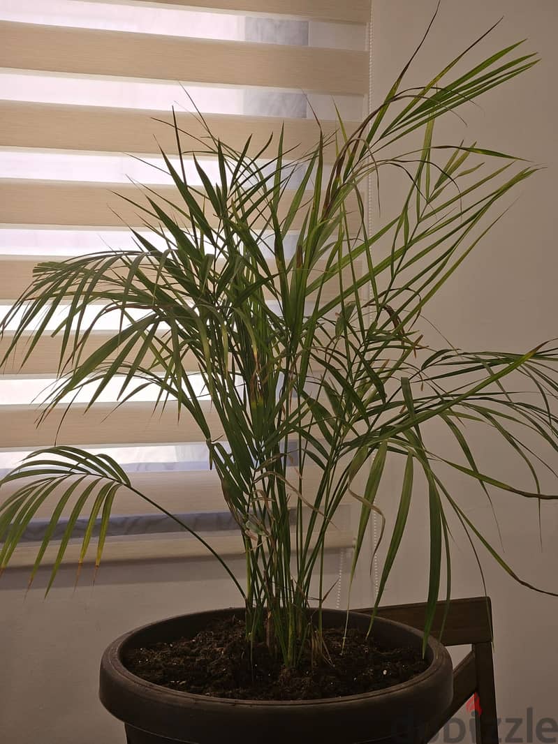 Area Palm for sale 2