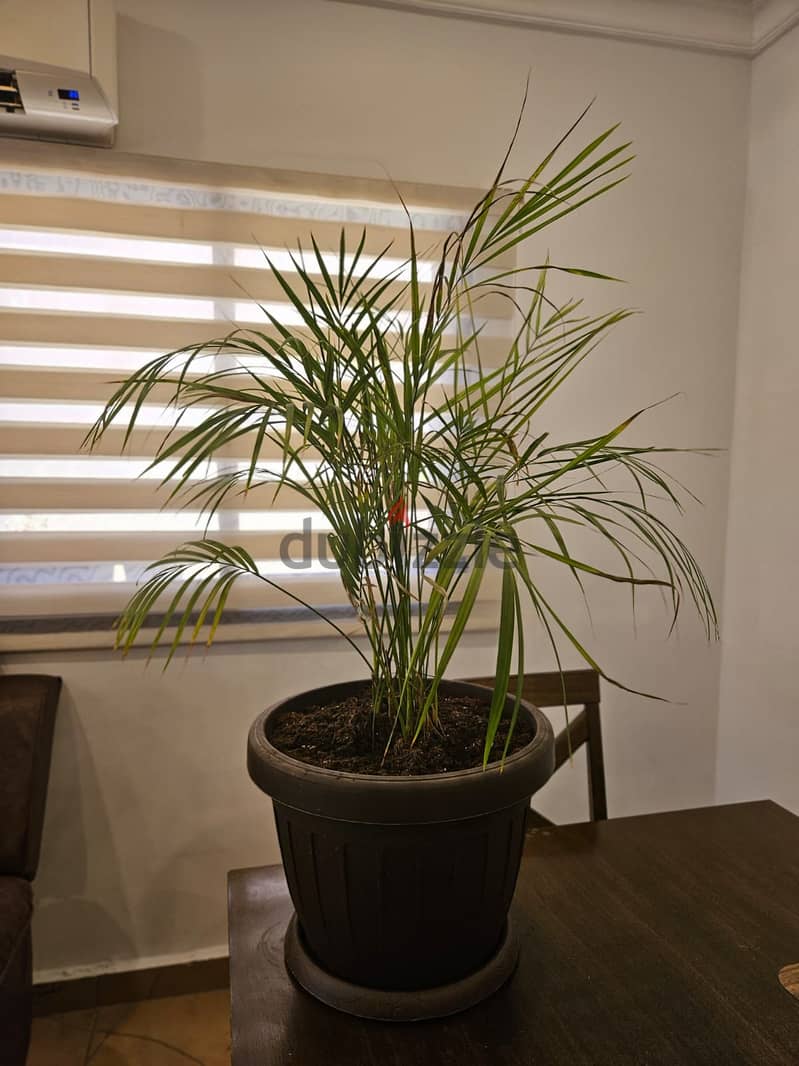 Area Palm for sale 3