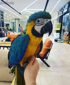 Female Macaw for sale