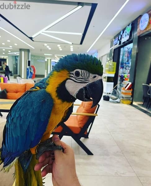 Female Macaw for sale 1