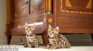 Bengals for sale . . WHATSAPP :‪ +1 (909),315‑-3853‬ 0