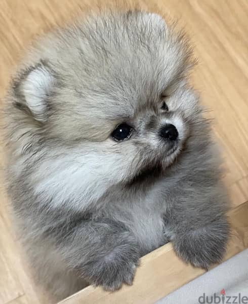 Tcup Male Pomer,anian for sale 3
