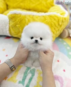 Pure white Pomer,anian for sale 0