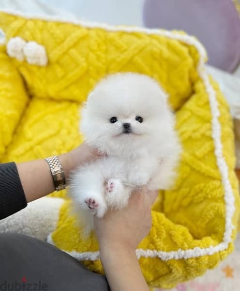 Pure white Pomer,anian for sale 1