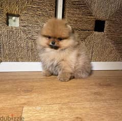 Male Cream Pomer,anian for sale 0