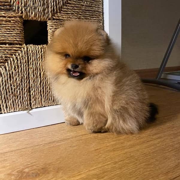 Male Cream Pomer,anian for sale 1