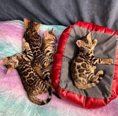 4 Bengal for sale