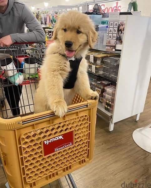 Trained Golden Retriever for sale 0