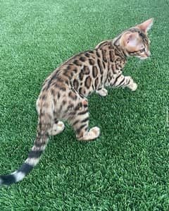 Trained Bengal for sale