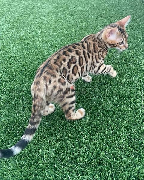 Trained Bengal for sale 0