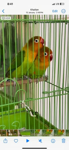 Beautifull Parrots For Sale 0