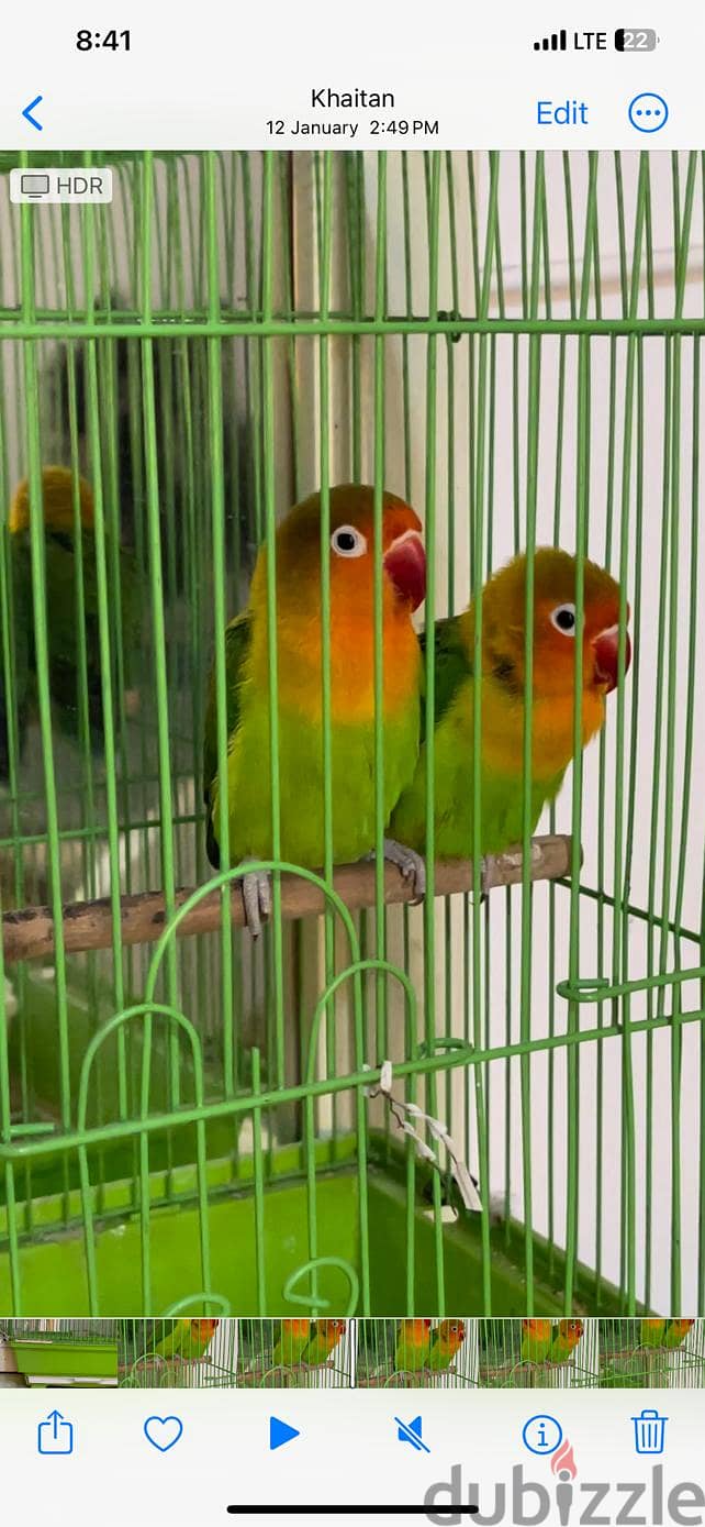 Beautifull Parrots For Sale 1