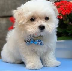 ADORABLE MALTESE PUPPIES FOR SALE 0