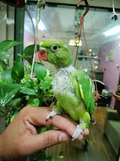 60 days old Indian parrot Chick for sale still hand feeding